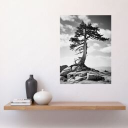"Artery8 Wall Art Print Weathered Jeffrey Pine Standing on a Rocky Hill Black & White Photograph Lone Tree Poster in Grey - Size: W24"" x H32""" - thumbnail 2