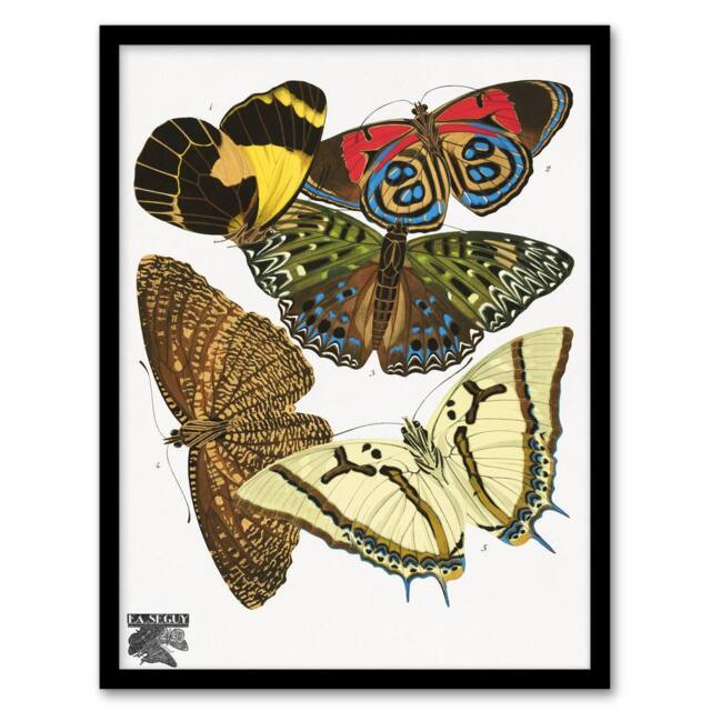 Artery8 Eugene Seguy Framed Wall Art Print Vintage Butterflies Papillons - Size: A4 - image 1