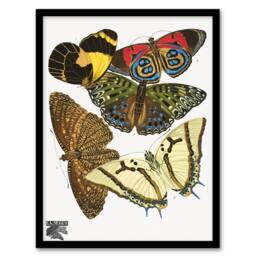 Artery8 Eugene Seguy Framed Wall Art Print Vintage Butterflies Papillons - Size: A4 - thumbnail 1