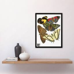 Artery8 Eugene Seguy Framed Wall Art Print Vintage Butterflies Papillons - Size: A4 - thumbnail 2