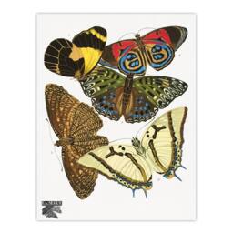Artery8 Eugene Seguy Framed Wall Art Print Vintage Butterflies Papillons - Size: A4 - thumbnail 3