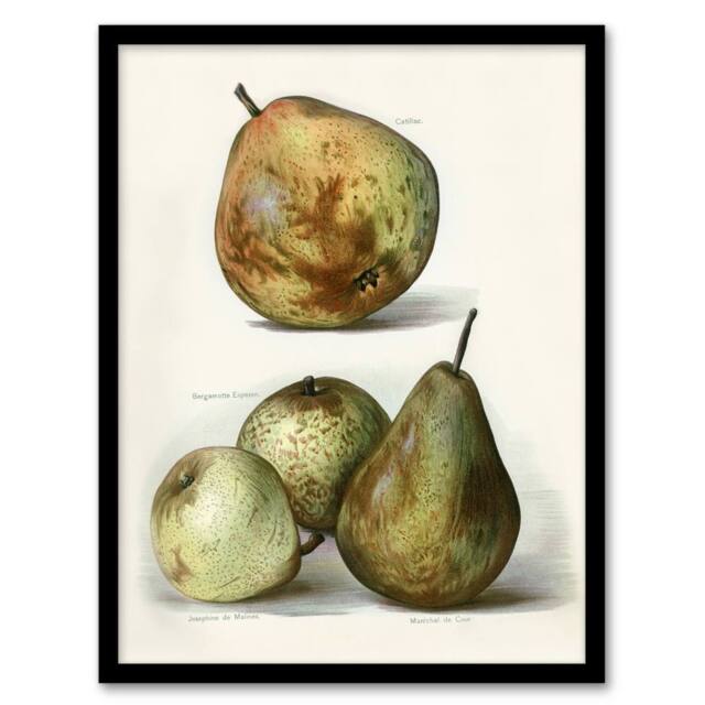 Artery8 Pear Varieties Vintage Fruit Illustration Wright Framed Wall Art Print in White - Size: A4 - image 1