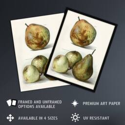 Artery8 Pear Varieties Vintage Fruit Illustration Wright Framed Wall Art Print in White - Size: A4 - thumbnail 2