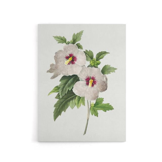 "Artery8 Hibiscus Flower Illustration Redoute Vintage Canvas Wall Art in White - Size: W18"" x H24""" - image 1