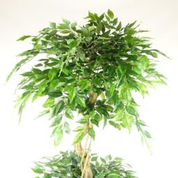 Leaf 180cm Artificial Twisted Trunk Fruticosa Ficus Tree Triple Ball Topiary 1984 Leaves in Green - thumbnail 2