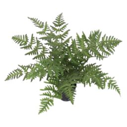 Leaf 50cm Luxury Artificial Evergreen Fern Plant in Green - thumbnail 1