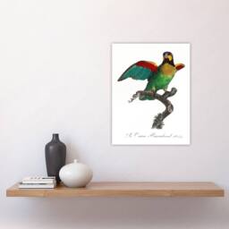 "Artery8 The Orange Cheeked Parrot Levaillant Wall Art Poster Print in White - Size: W24"" x H32""" - thumbnail 4