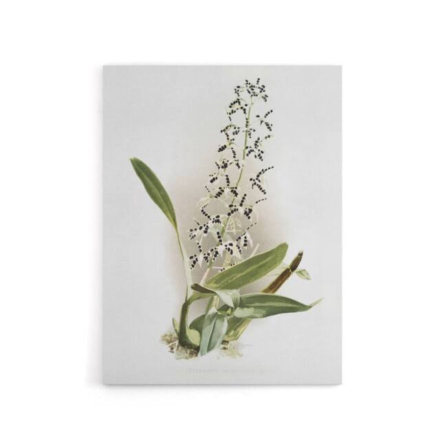 "Artery8 Frederick Sander Epidendrum Prismatocarpum Orchid Canvas Art Print - Size: W12"" x H16""" - image 1