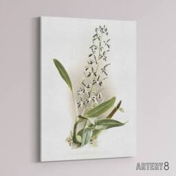 "Artery8 Frederick Sander Epidendrum Prismatocarpum Orchid Canvas Art Print - Size: W12"" x H16""" - thumbnail 2