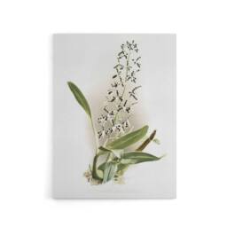 "Artery8 Frederick Sander Epidendrum Prismatocarpum Orchid Canvas Art Print - Size: W12"" x H16""" - thumbnail 1