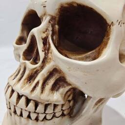 Voltico Realistic Resin Human Skull Ornament in Beige - thumbnail 5