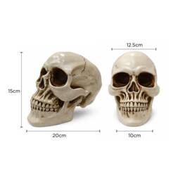 Voltico Realistic Resin Human Skull Ornament in Beige - thumbnail 6