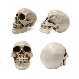 Voltico Realistic Resin Human Skull Ornament in Beige - thumbnail 2