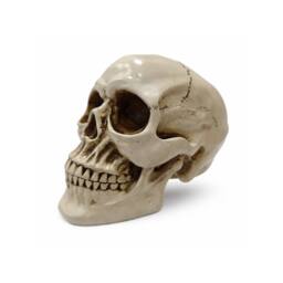 Voltico Realistic Resin Human Skull Ornament in Beige - thumbnail 4