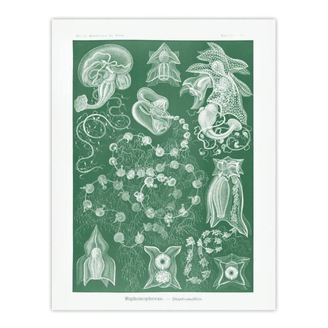 "Artery8 Siphonophorae Vintage Marine Haeckel Botanical Wall Art Print Poster in Green - Size: W12"" x H16""" - image 1