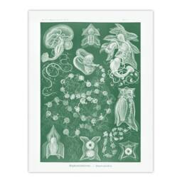 "Artery8 Siphonophorae Vintage Marine Haeckel Botanical Wall Art Print Poster in Green - Size: W12"" x H16""" - thumbnail 1