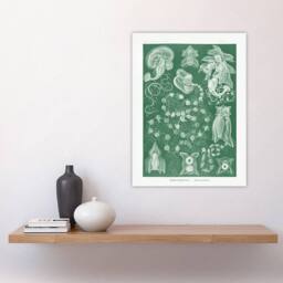 "Artery8 Siphonophorae Vintage Marine Haeckel Botanical Wall Art Print Poster in Green - Size: W12"" x H16""" - thumbnail 4