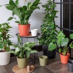 Ivyline Oslo Anthracite Taper Planter - H24cm D28cm - 4 Colours & 2 Sizes Available Online - Ceramic - Made in Europe in Black - thumbnail 4