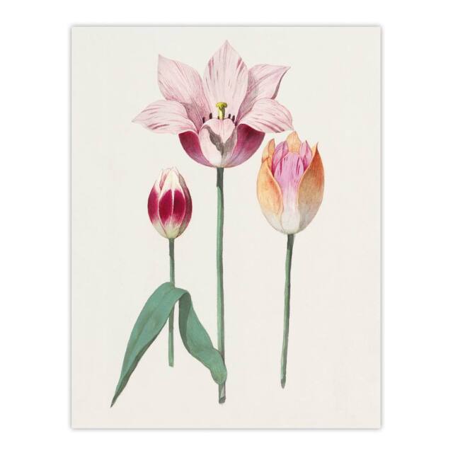 "Artery8 Blooming Tulip Flower Anselmus de Boodt Wall Art Poster Print in White - Size: W12"" x H16""" - image 1