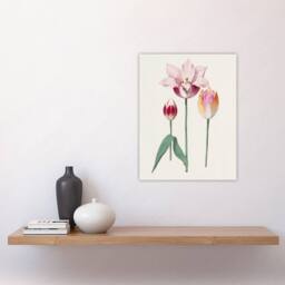 "Artery8 Blooming Tulip Flower Anselmus de Boodt Wall Art Poster Print in White - Size: W12"" x H16""" - thumbnail 4