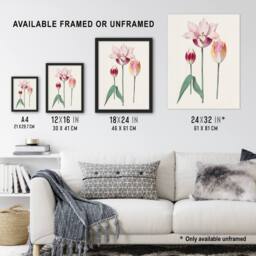 "Artery8 Blooming Tulip Flower Anselmus de Boodt Wall Art Poster Print in White - Size: W12"" x H16""" - thumbnail 3