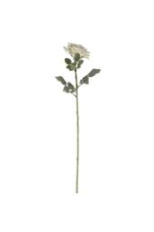 KDMD 74cm Single Aidde Rose Cream White - thumbnail 5