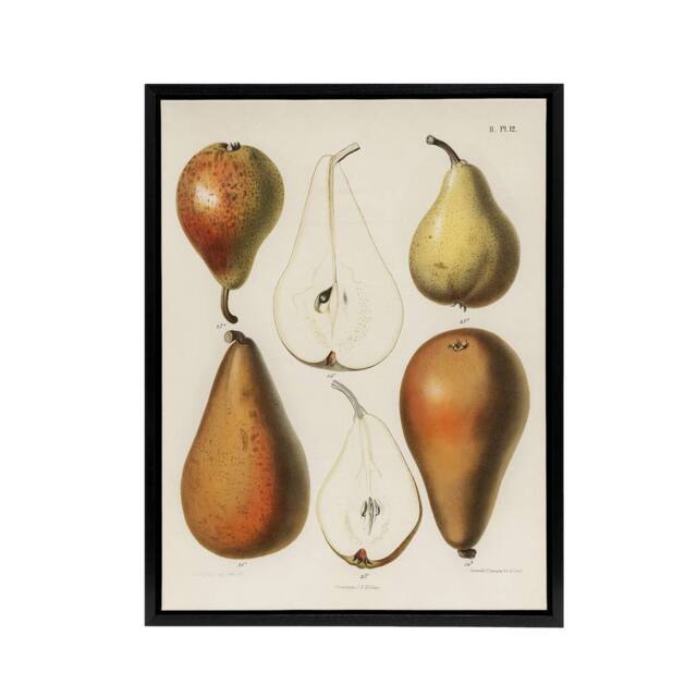 "Artery8 Fresh Pears Halved Fruit Berghuis Vintage Black Framed Canvas Wall Art in White - Size: W12"" x H16""" - image 1