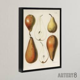 "Artery8 Fresh Pears Halved Fruit Berghuis Vintage Black Framed Canvas Wall Art in White - Size: W12"" x H16""" - thumbnail 2