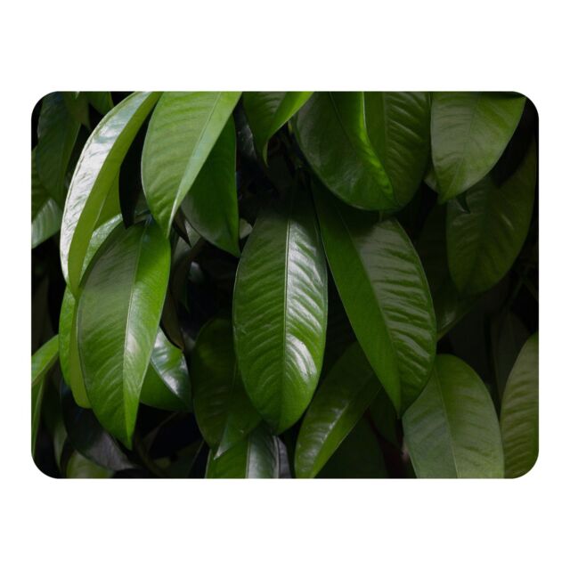 Benjamin Tate Design Closeup of beautiful glossy green leaves Designer Blanket in Natural - Size: 120 cm x 150 cm - image 1