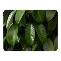 Benjamin Tate Design Closeup of beautiful glossy green leaves Designer Blanket in Natural - Size: 120 cm x 150 cm - thumbnail 1