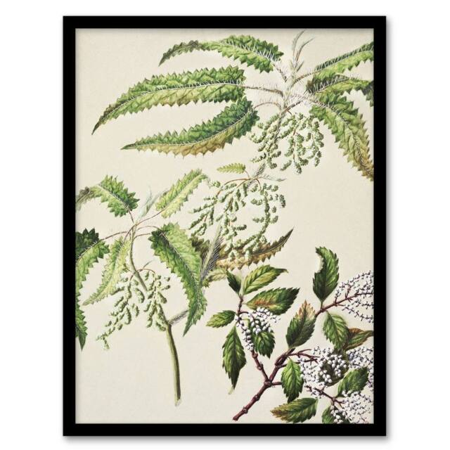 Artery8 New Zealand Ongaonga Tree Nettle Plant Featon Framed Wall Art Print in Beige - Size: A4 - image 1