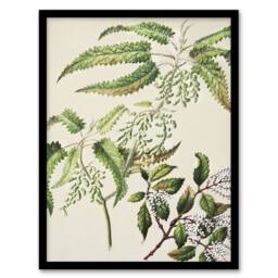 Artery8 New Zealand Ongaonga Tree Nettle Plant Featon Framed Wall Art Print in Beige - Size: A4 - thumbnail 1