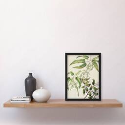 Artery8 New Zealand Ongaonga Tree Nettle Plant Featon Framed Wall Art Print in Beige - Size: A4 - thumbnail 4