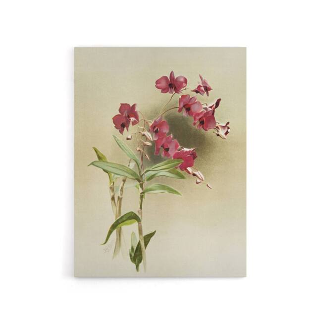 "Artery8 Frederick Sander Cooktown Pink Orchid Flowers Canvas Wall Art Print - Size: W12"" x H16""" - image 1