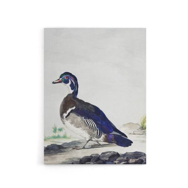 "Artery8 Wood Duck Vintage Bird Oil Painting Schouman Canvas Wall Art Print in White - Size: W12"" x H16""" - image 1