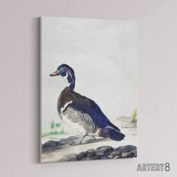 "Artery8 Wood Duck Vintage Bird Oil Painting Schouman Canvas Wall Art Print in White - Size: W12"" x H16""" - thumbnail 2