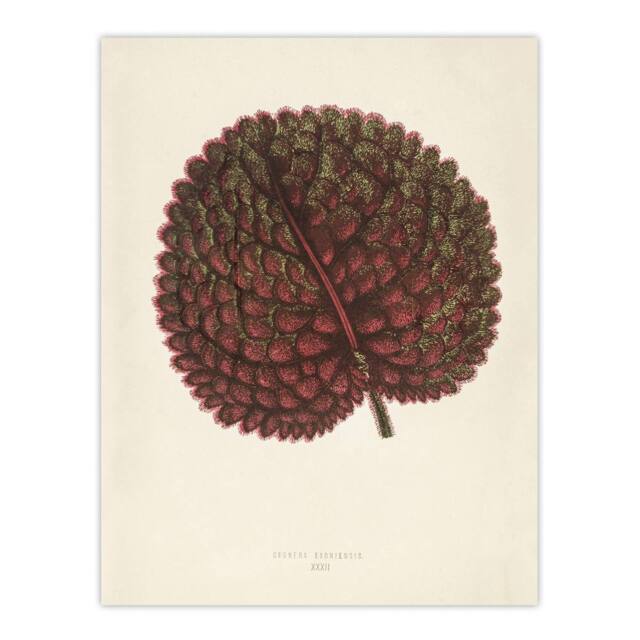 "Artery8 Vintage Botanical Gesnera Exoniensis Leaf Fawcett Wall Art Poster in Beige - Size: W18"" x H24""" - image 1