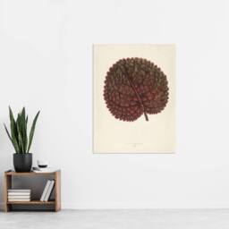 "Artery8 Vintage Botanical Gesnera Exoniensis Leaf Fawcett Wall Art Poster in Beige - Size: W18"" x H24""" - thumbnail 4