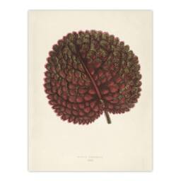 "Artery8 Vintage Botanical Gesnera Exoniensis Leaf Fawcett Wall Art Poster in Beige - Size: W18"" x H24""" - thumbnail 1
