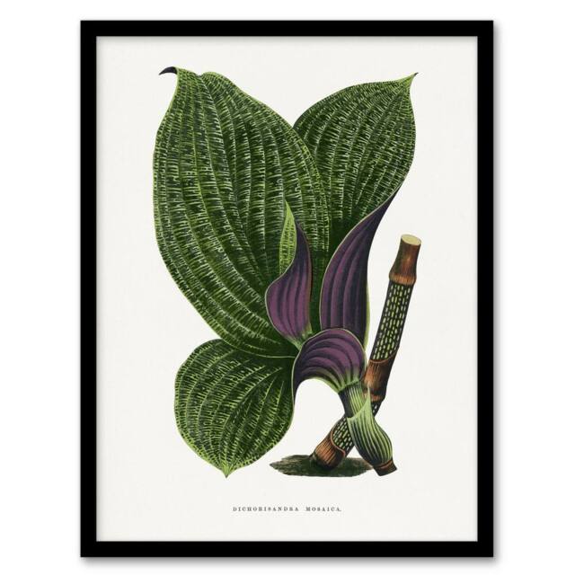 Artery8 AF Lydon B Fawcett Green Dichorisandra Mosaica Leaves Framed Art Print in White - Size: A4 - image 1