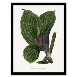 Artery8 AF Lydon B Fawcett Green Dichorisandra Mosaica Leaves Framed Art Print in White - Size: A4 - thumbnail 1