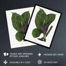 Artery8 AF Lydon B Fawcett Green Dichorisandra Mosaica Leaves Framed Art Print in White - Size: A4 - thumbnail 2