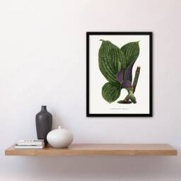 Artery8 AF Lydon B Fawcett Green Dichorisandra Mosaica Leaves Framed Art Print in White - Size: A4 - thumbnail 4