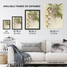 Artery8 Frederick Sander Angraecum Caudatum Orchid Flowers Framed Art Print - Size: A4 - thumbnail 3
