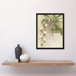 Artery8 Frederick Sander Angraecum Caudatum Orchid Flowers Framed Art Print - Size: A4 - thumbnail 4