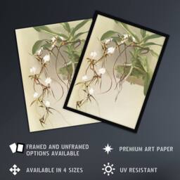 Artery8 Frederick Sander Angraecum Caudatum Orchid Flowers Framed Art Print - Size: A4 - thumbnail 2