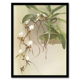 Artery8 Frederick Sander Angraecum Caudatum Orchid Flowers Framed Art Print - Size: A4 - thumbnail 1