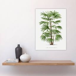 "Artery8 Rhapis Flabelliformis Palm Tree Kerchove Wall Art Poster Print in White - Size: W24"" x H32""" - thumbnail 4