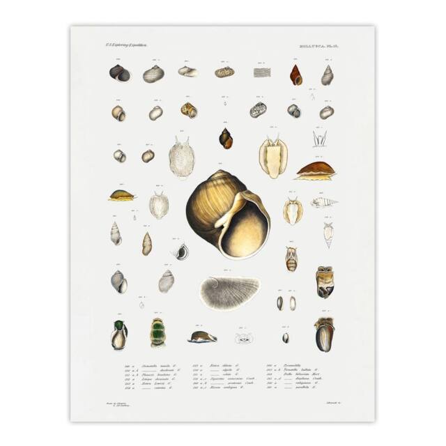 "Artery8 Sea Snail Varieties Set Augustus Gould Wall Art Print in White - Size: W12"" x H16""" - image 1