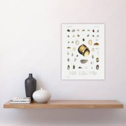 "Artery8 Sea Snail Varieties Set Augustus Gould Wall Art Print in White - Size: W12"" x H16""" - thumbnail 4